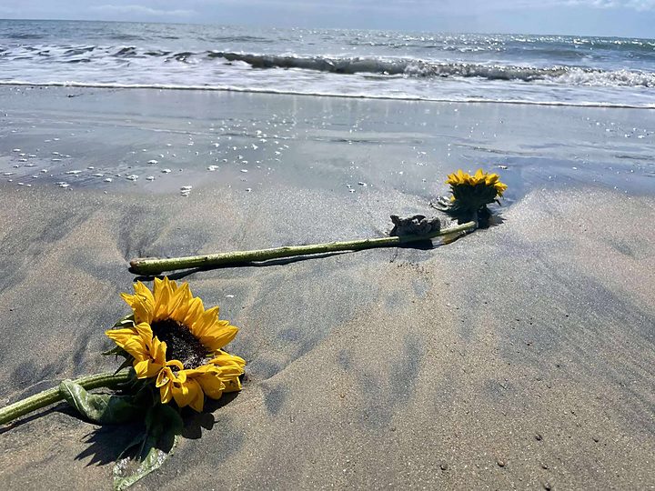 A sunflower laid on the sand at the water's edge