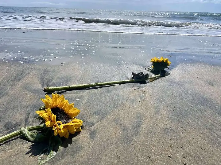 A sunflower laid on the sand at the water's edge